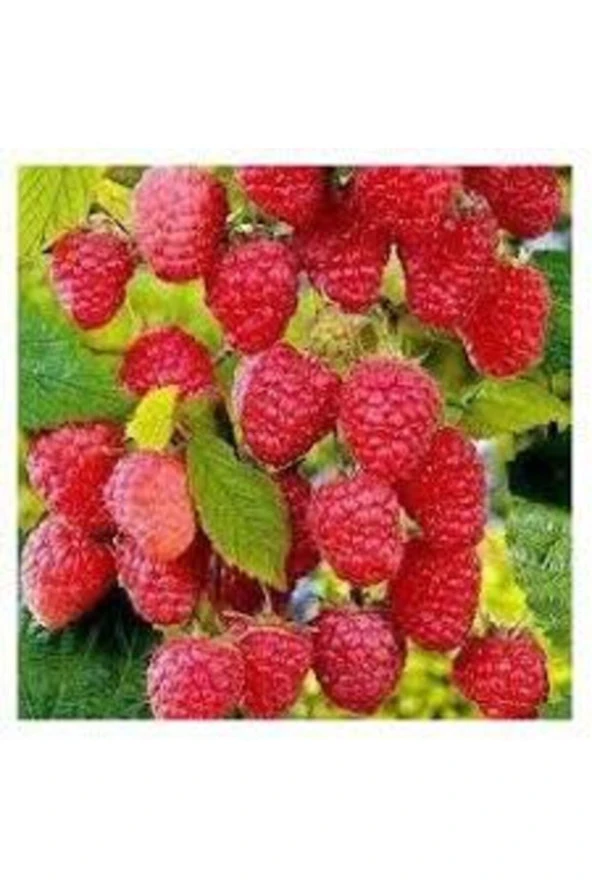 10 Adet Tohum Kırmızı Böğürtlen Ahududu Tohumu Saksı Toprak Hediyemizdir Sürpriz Hediye Tohumlu - Resim 2