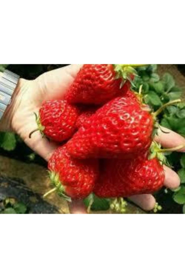 150 Adet Tohum Ithal Nadir Dev Çilek Tohum Yediveren Güney Amerika Çileği Tohumu Süpriz Hediye Tohum