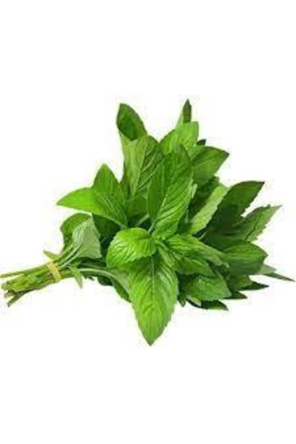 50 Adet Tohum Geleneksel Yediveren Nane Tohumu Sürpriz Hediye Sebze Tohumu ürün görseli 1