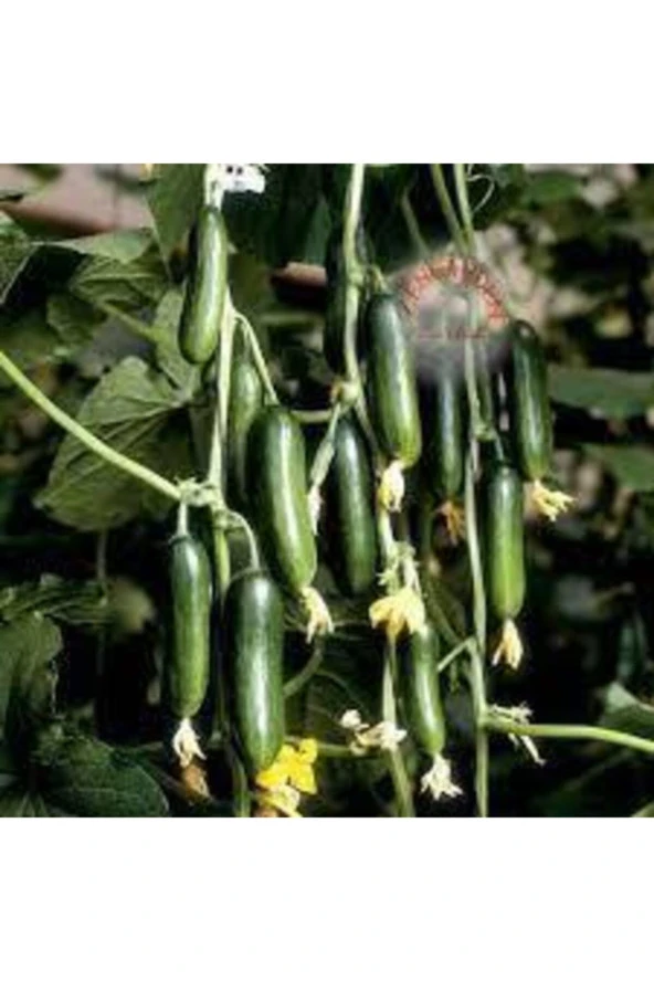 35 Adet Tohum Salatalık Tohumu Çengelköy Salatalık Hıyar Saksı Toprak Hediye Süpriz Hediye Tohum - Resim 3