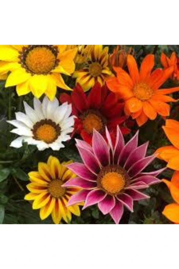 10 Adet Tohum Nadir Bulunan Meramlı Kız Çiçeği Tohumu Çiçek Saksı Toprak Sürpriz Hediye Tohumludur ürün görseli 1