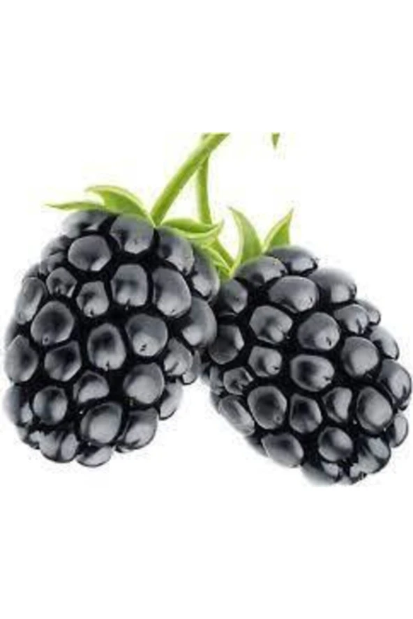 10 Adet Böğürtlen Tohumu Ahududu Tohumu Ithal Böğürtlen Tohumu Sürpriz Hediye Bonsai Ağacı Tohumu - Resim 2