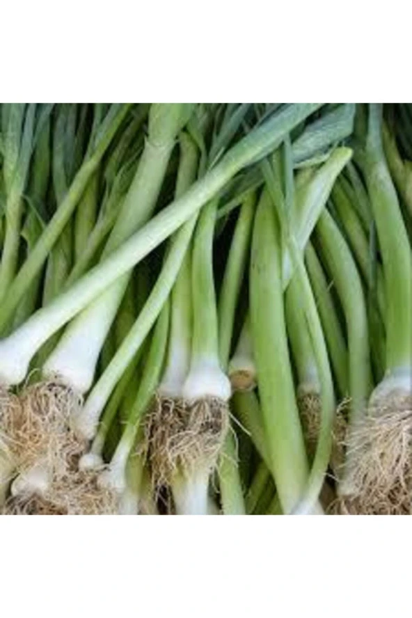 50 Adet Tohum Bursa Inegöl Pırasa Tohumu Prasa Tohumu Süpriz Hediye Sebze Tohumludur - Resim 2