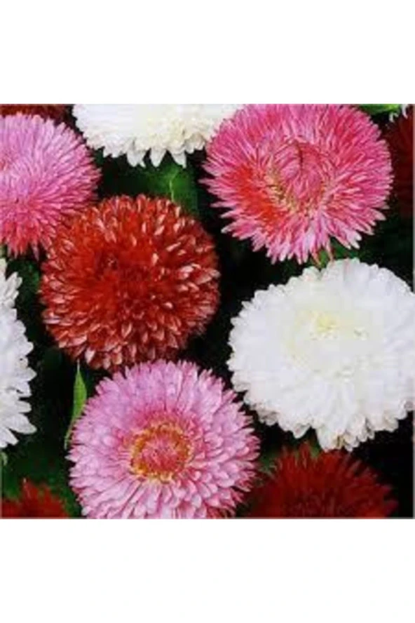 20 Adet Tohum Karışık Saksılık Şeker Tabağı Çiçeği Saksı Toprak Sürpriz Hediye Çiçek Tohumu - Resim 2