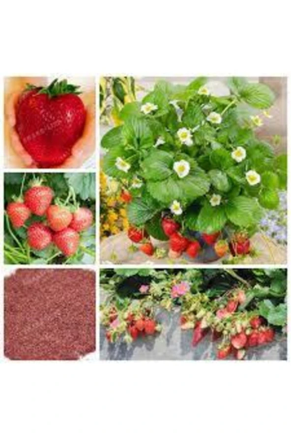 150 Adet Tohum Ithal Nadir Dev Çilek Tohum Yediveren Güney Amerika Çileği Tohumu Süpriz Hediye Tohum - 3