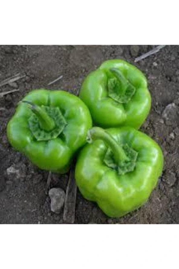 25 Adet Tohum Kandil Dolmalık Ince Kabuk Tatlı Meşhur Dolma Biber Tohum Saksı Toprak Sürpriz Hediye - Resim 3