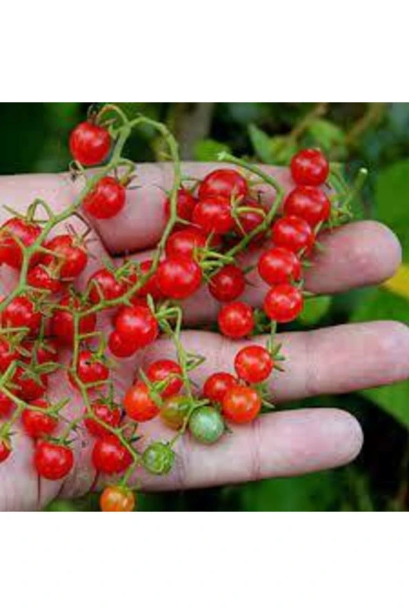 50 Adet Tohum Nadir Ithal Cherry Minik Bezelye Domates Tohumu Sürpriz Hediye Tohum - Resim 2