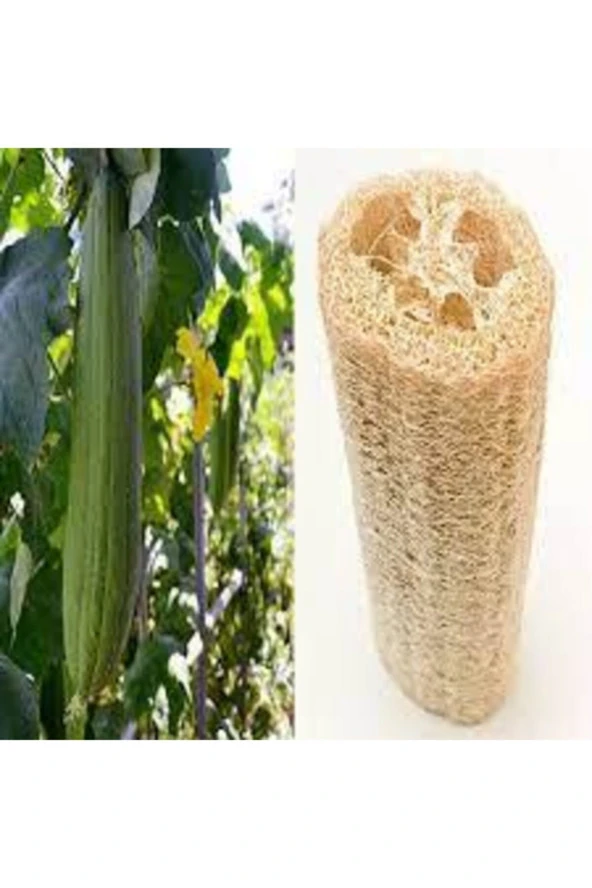 10 Adet Tohum Lif Kabak Tohumu Kabak Tohumu Lif Kabağı Tohumu Süpriz Hediye Tohum - Resim 2