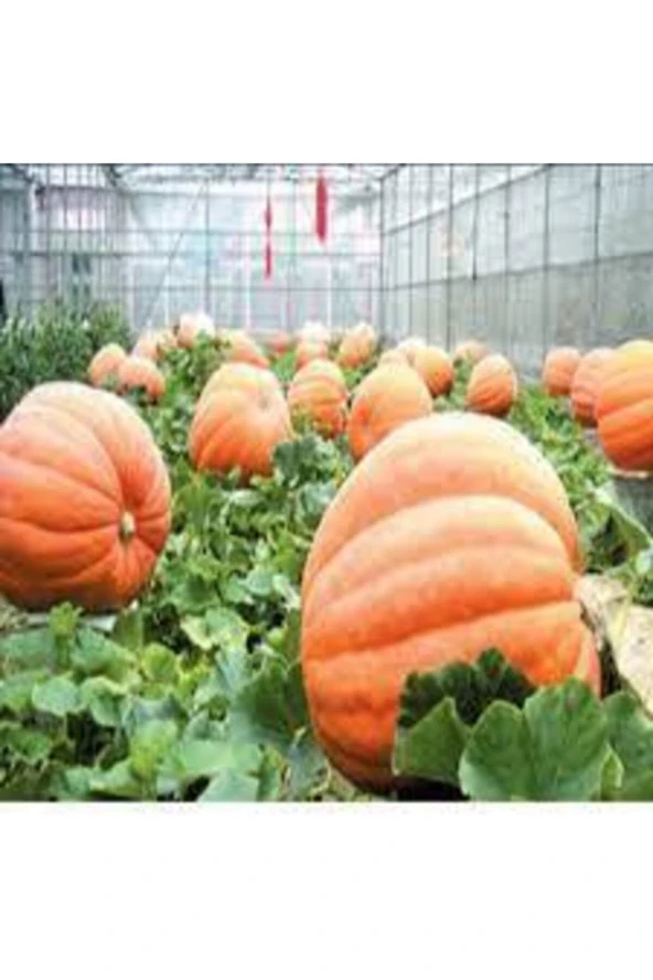 10 Adet Tohum Dev Kabak Tohumu Büyük Antik Giant Kabak Tohum Süpriz Hediye Tohumludur ürün görseli 1