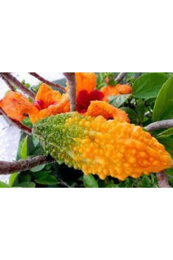 10 Adet Tohum Nadir Kudret Narı Tohumu Cennet Meyvesi Tohumu Süpriz Hediye Tohumlu - Resim 2