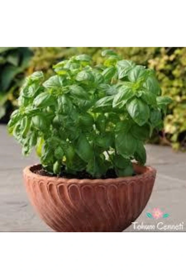 50 Adet Tohum Yeşil Yapraklı Fesleğen Çiçeği Tohumu Fesleğen Tohumu Sürpriz Hediye Tohum ürün görseli 1