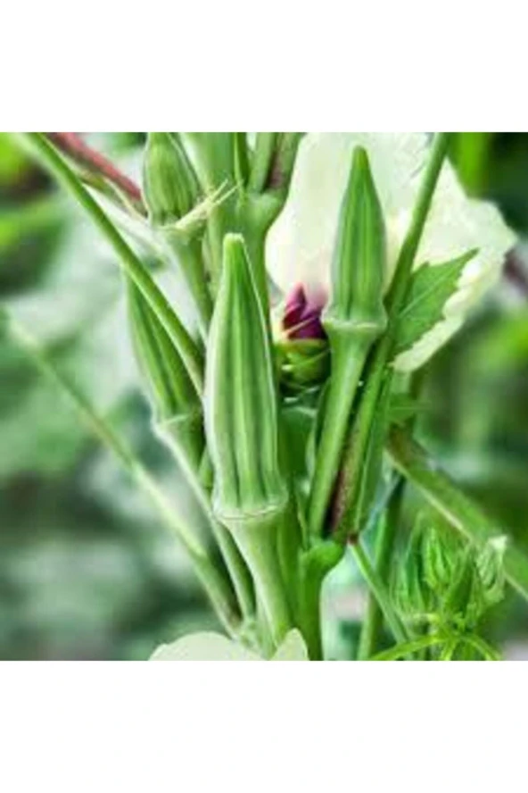 40 Adet Tohum Sultani Bamya Tohumu Bamya Tohumu Saksı Toprak Sürpriz Hediye Tohum ürün görseli 1