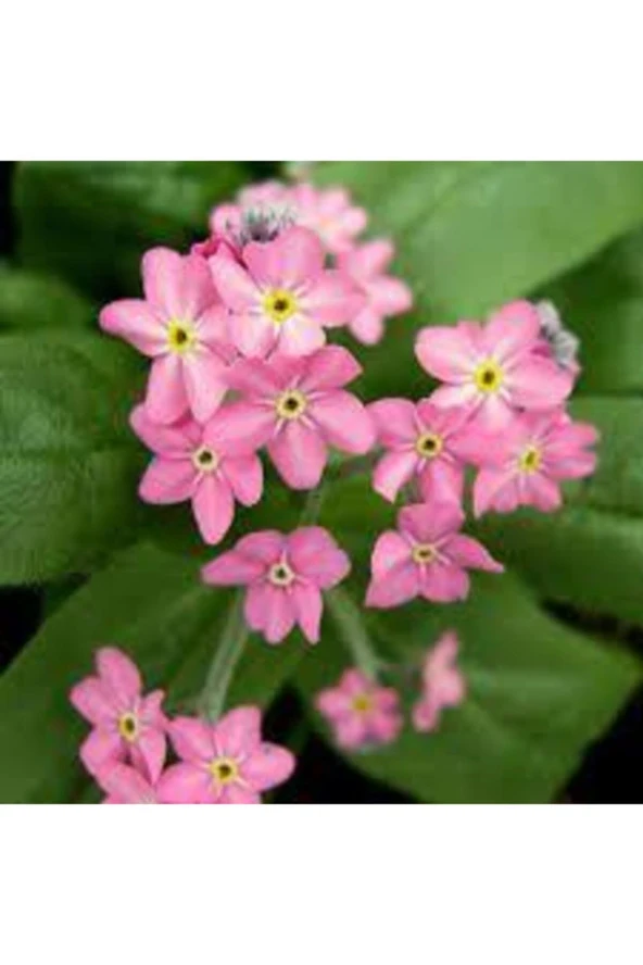 50 Adet Tohum Nadir Bulunan Pembe Beni Unutma Unutma Beni Çiçeği Tohumu Saksı Toprak Hediyemiz ürün görseli 1