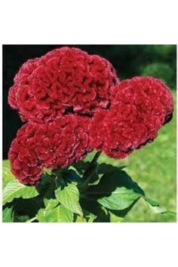 20 Adet Horoz İbiği Çiçeği Tohumu Sürpriz Hediye Tohumlu ürün görseli 1