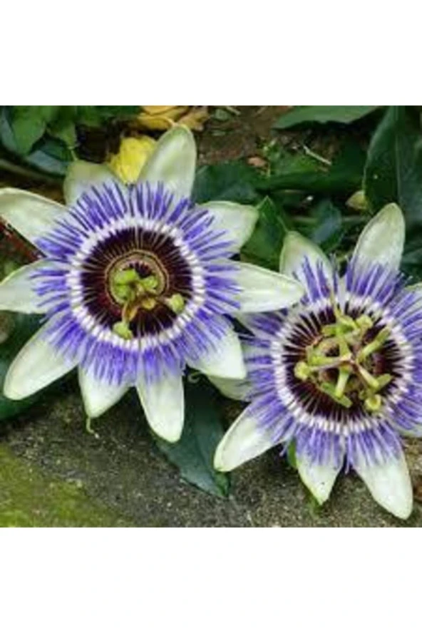 10 Adet Tohum Passiflora Çiçeği Tohumu Çarkıfelek Çiçek Tohumu Saksı Toprak Süpriz Heidye ürün görseli 1