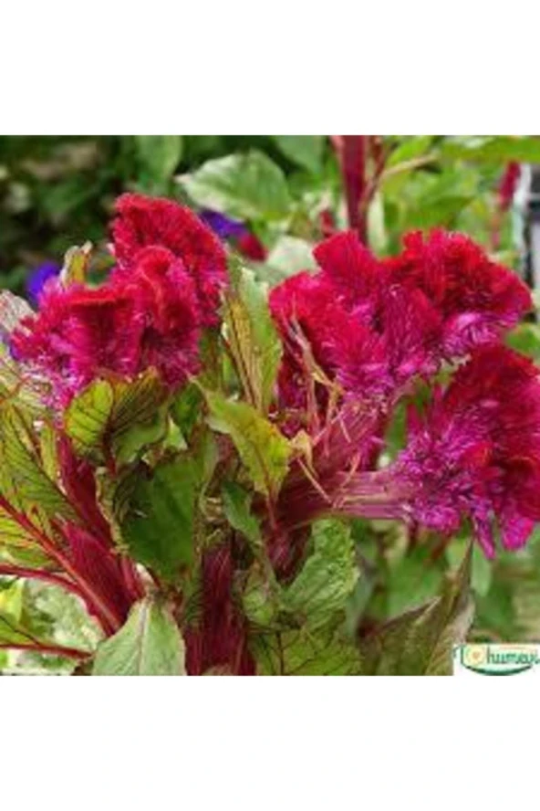 20 Adet Horoz İbiği Çiçeği Tohumu Sürpriz Hediye Tohumlu - Resim 2