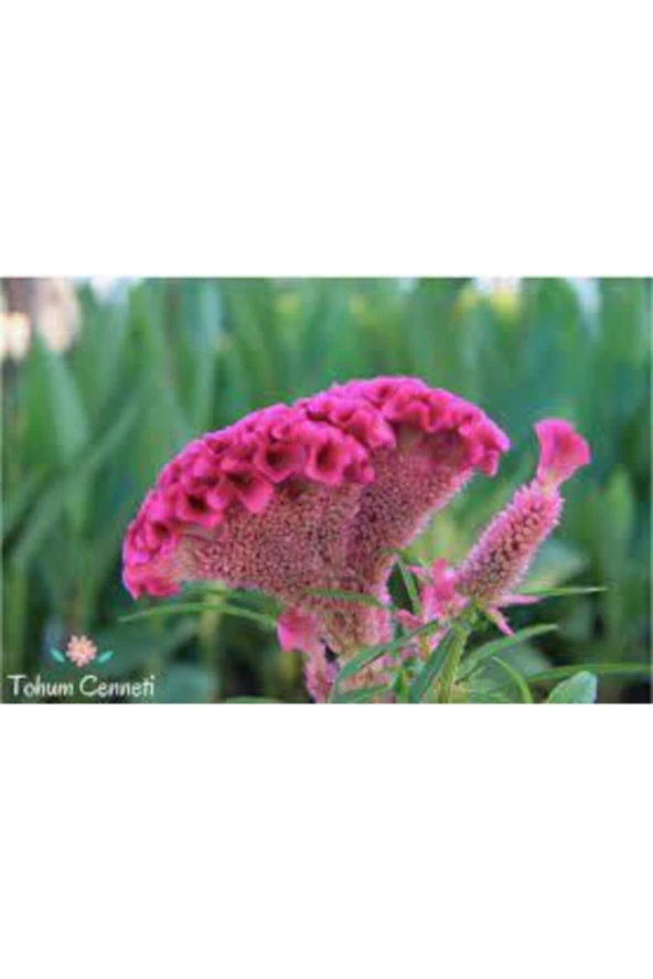 20 Adet Horoz İbiği Çiçeği Tohumu Sürpriz Hediye Tohumlu - Resim 3