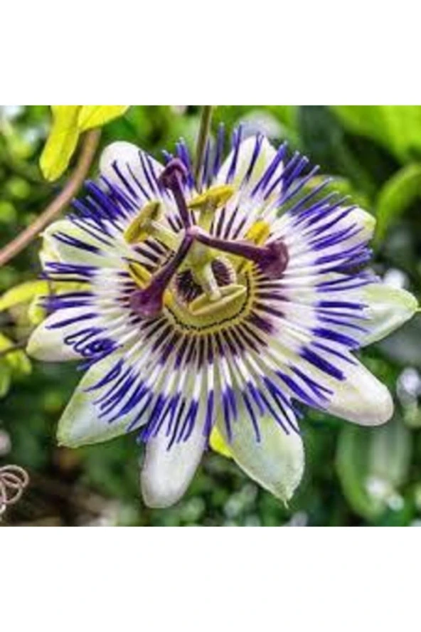 10 Adet Tohum Passiflora Çiçeği Tohumu Çarkıfelek Çiçek Tohumu Saksı Toprak Süpriz Heidye - Resim 2