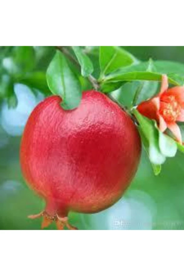 5 Adet Tohum Nar Ağacı Tohumu Kırmızı Nar Ağacı Tohumu Saksı Toprak Süpriz Heidye Bonsai Ağacı - Resim 2