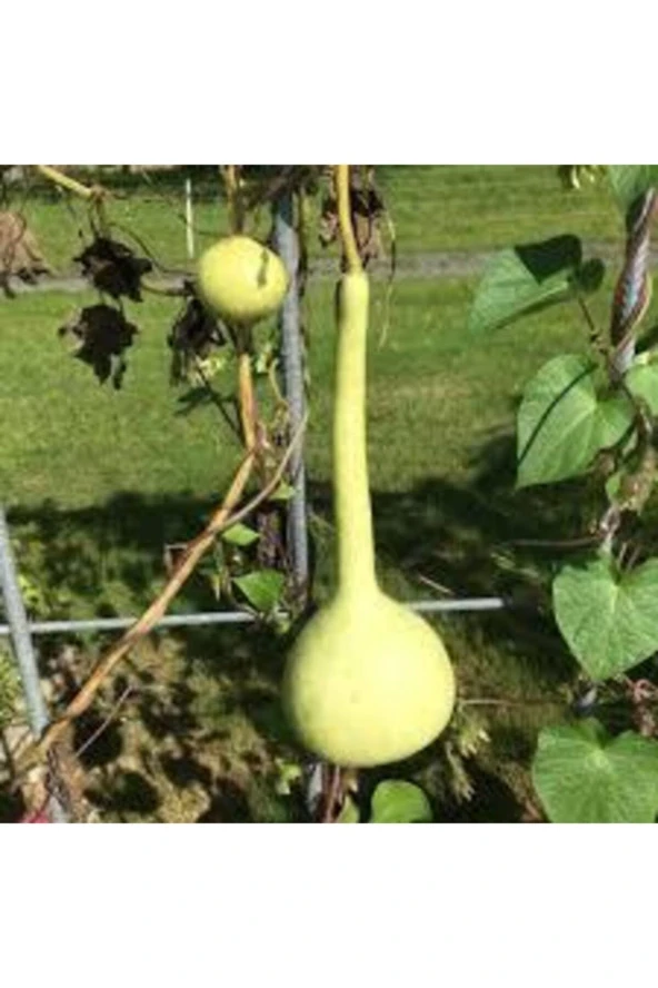 15 Adet Tohum Su Kabağı Tohumu Nadir Su Kabağı Kabak Tohumu Sürpriz Hediye Sebze Tohumu - Resim 2