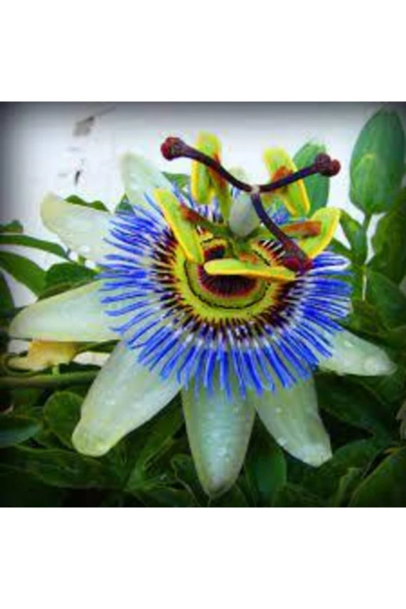 10 Adet Tohum Passiflora Çiçeği Tohumu Çarkıfelek Çiçek Tohumu Saksı Toprak Süpriz Heidye - Resim 3