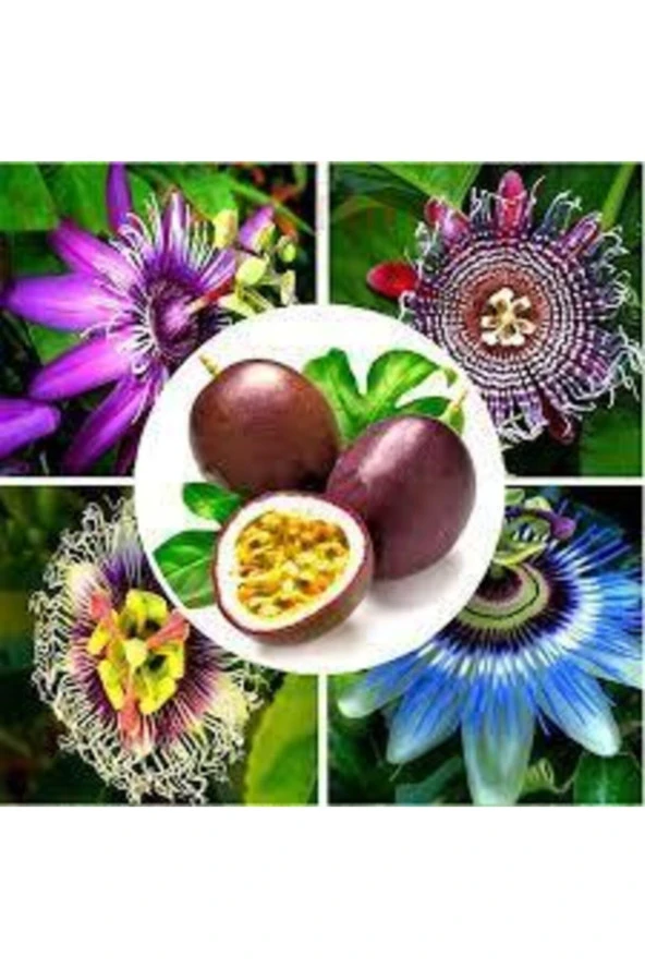 3 Adet Tohum Ithal Passiflora Meyvesi Tohumu Çarkı Felek Saat Çiçeği Tohumu Sürpriz Hediye Tohum