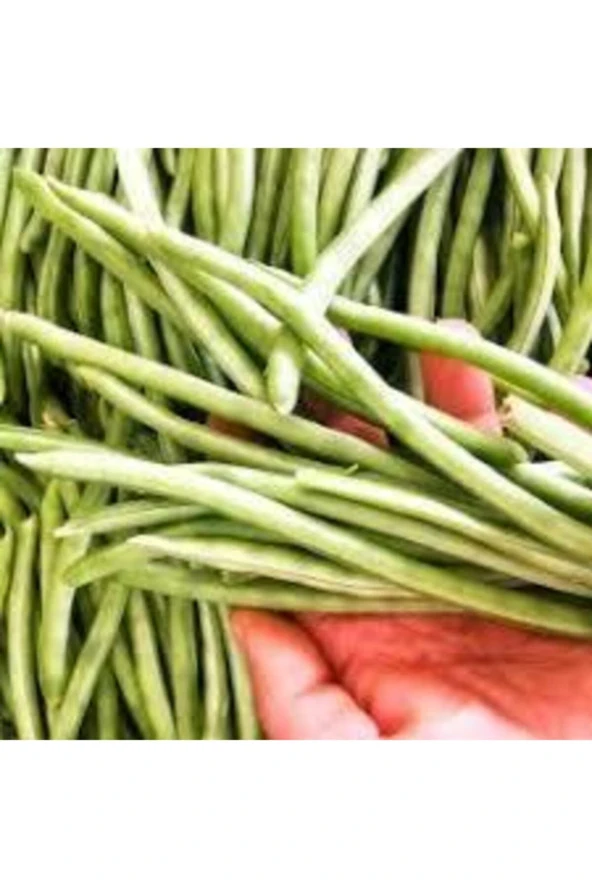 65 Adet Tohum Eko Paket Eymen Oturak Erkenci Fasulye Tohumu Sürpriz Hediye Tohumludur ürün görseli 1