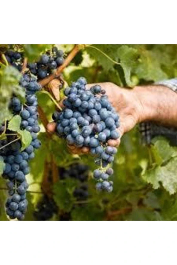 20 Adet Tohum Siyah Üzüm Black Magic Asma Ağacı Tohumu Sürpriz Hediye Bonsai Ağacı Tohumu - Resim 2