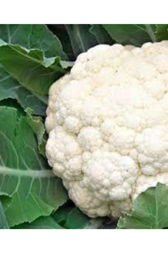 500 Adet Tohum Süper Paket Karnabahar Tohumu Karnıbahar Tohumu Süpriz Hediye Tohumla - Resim 3