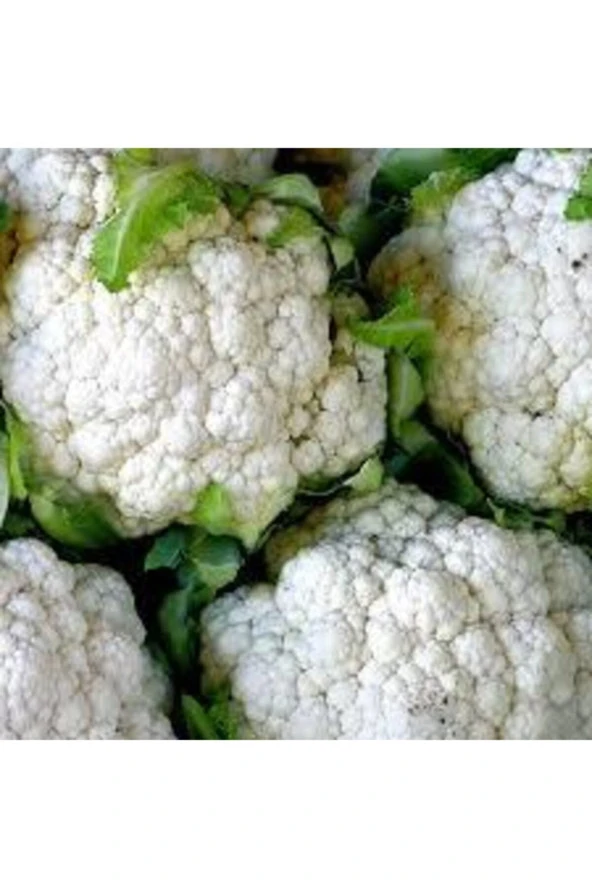 Karnabahar Tohumu 250 Adet - Resim 2