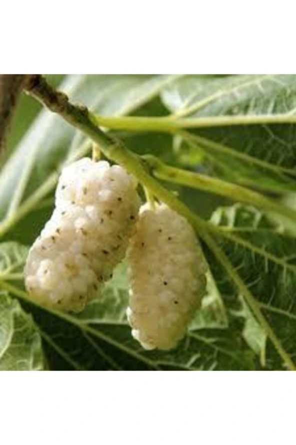 15 Adet Tohum Beyaz Dut Tohum Beyaz Dut Tohumu Tohumu Saksı Toprak Sürpriz Hediye Bonzai Ağacı Tohum ürün görseli 1