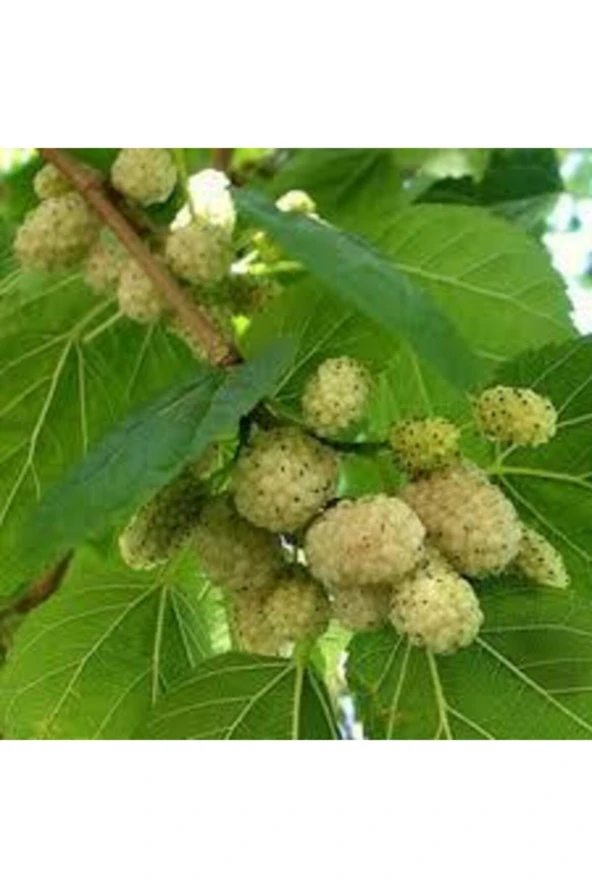 15 Adet Tohum Beyaz Dut Tohum Beyaz Dut Tohumu Tohumu Saksı Toprak Sürpriz Hediye Bonzai Ağacı Tohum - Resim 2