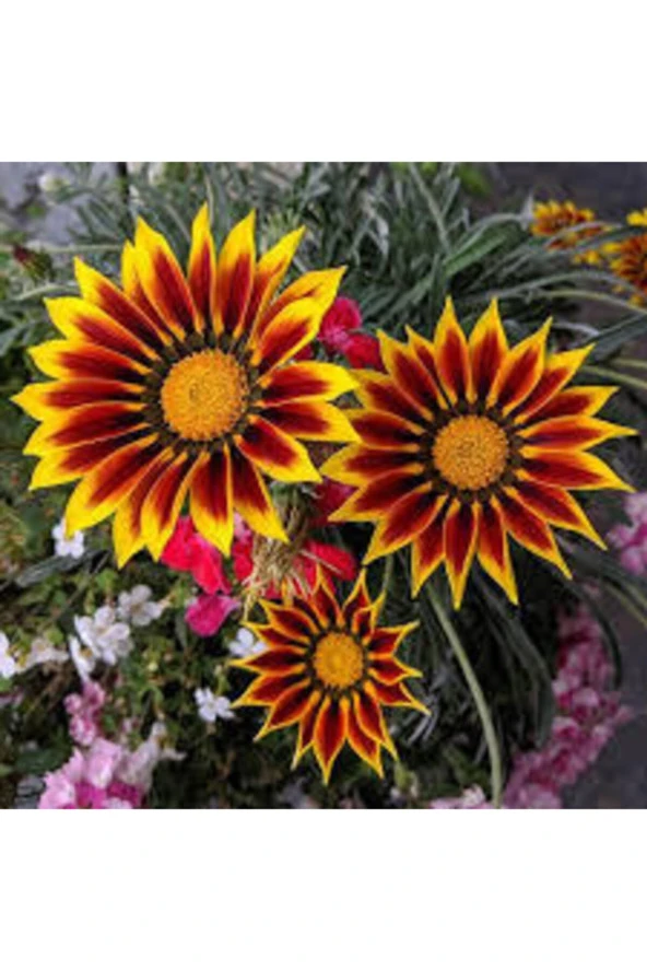 20 Adet Tohum Nadir Bulunan Koyun Gözü Çiçeği Koyun Gözlü Çiçek Tohumu Sürpriz Hediye Yeni Sezon ürün görseli 1