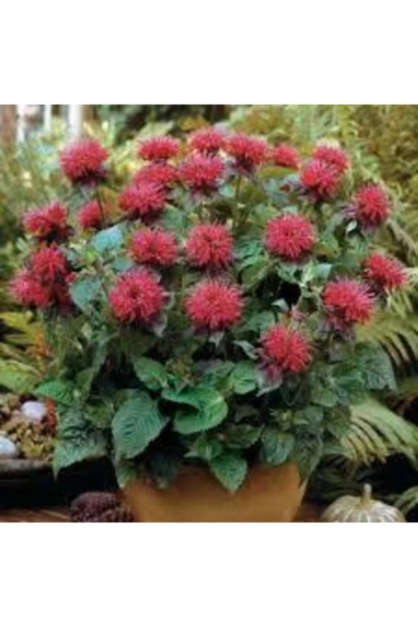 10 Adet Tohum Nadir Bulunan Kırmızı Bergamot Çiçeği Tohumu Saksı Sürpriz Hediye