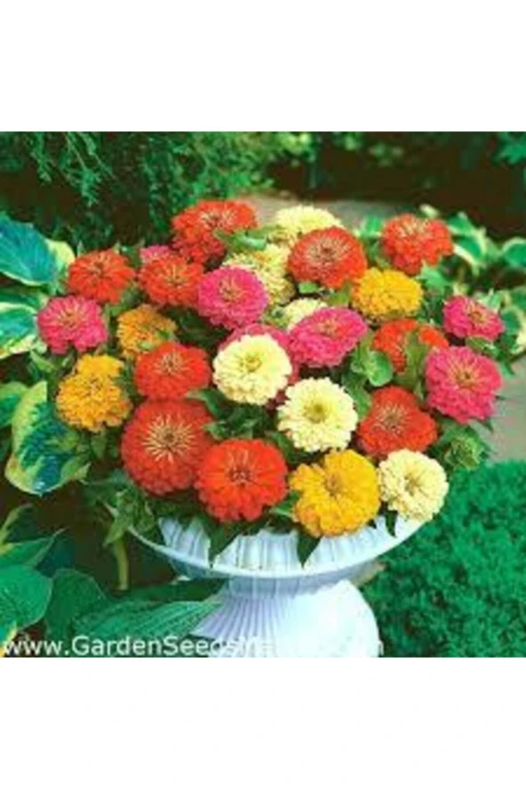 20 Adet Tohum Zinna Çiçeği Tohumu Zinna Çeçek Tohumu Hediye Tohumludurr ürün görseli 1