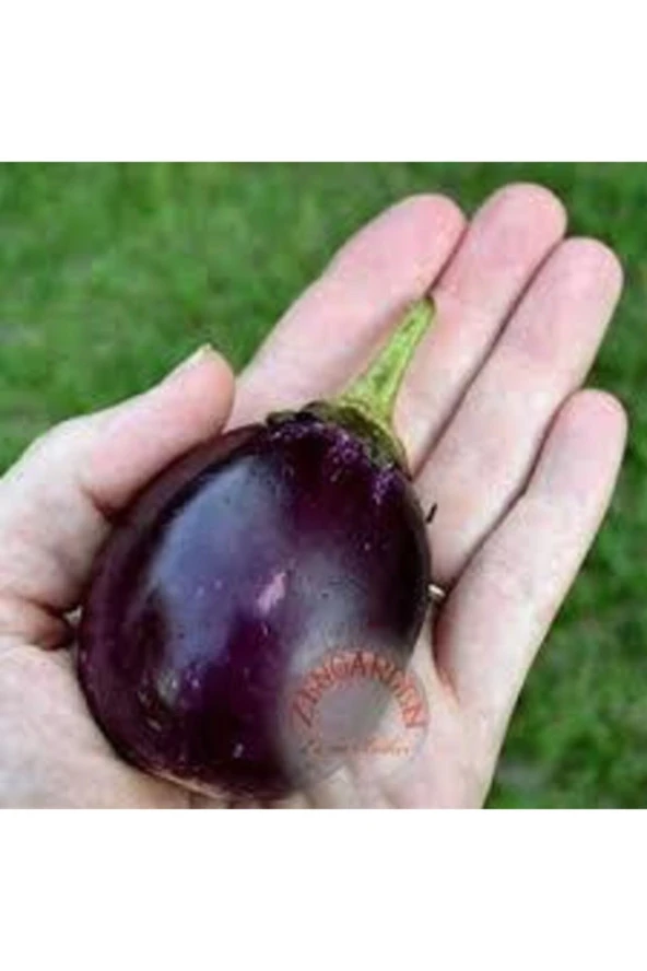 20 Adet Tohum Mini Mor Patlıcan Tohum Ithal Nadir Thayland Patlıcanı Ata Tohum Süpriz Heidye - Resim 2