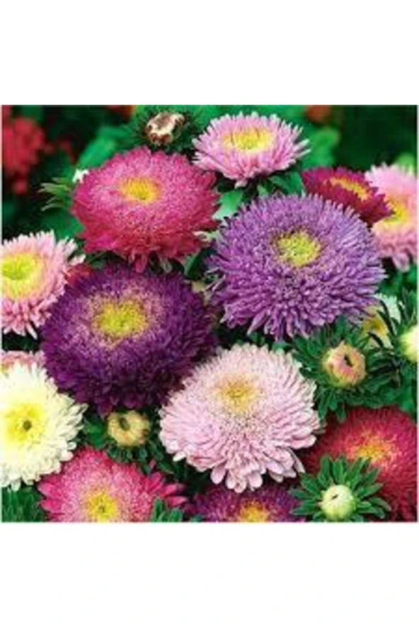 10 Adet Tohum Bulunan Saraypatı Saray Patı Çiçeği Tohumu Saksı Toprak Hediyemizdir Hediye Tohum ürün görseli 1