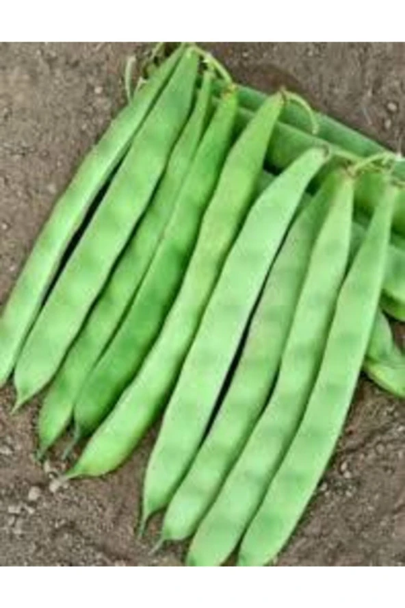 50 Adet Tohum Ayşe Kadın Fasulye Alman Kılçıksız Fasulye Tohumu Sürpriz Hediye Tohum - 2