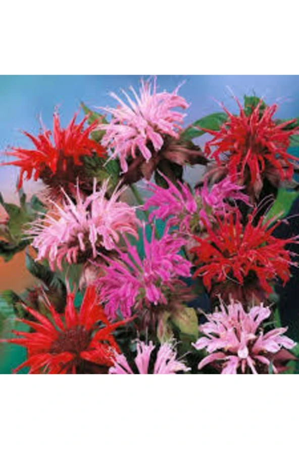 10 Adet Tohum Nadir Bulunan Kırmızı Bergamot Çiçeği Tohumu Saksı Sürpriz Hediye - 2