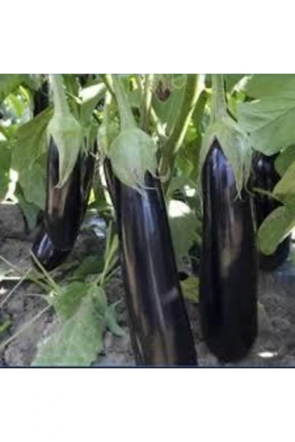 120 Adet Tohum Yerli Kemer Prlıcan Tohumu Orjinal Uzun Kemer Patlıcan Tohumu Sürpriz Hediye Tohum ürün görseli 1