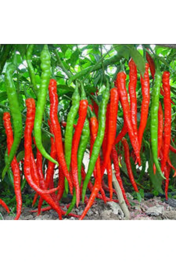 50 Adet Tohum Acı Samandağ Biberi Tohumu Sürpriz Hediye Sebze Tohumu Saksı Toprak ürün görseli 1