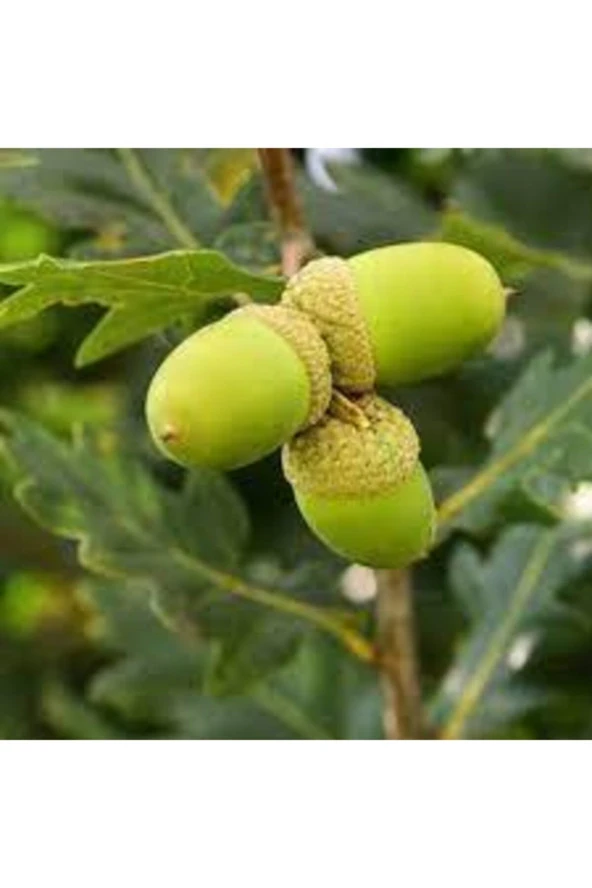 2 Adet Tohum Dev Palamut Ağacı Tohumu Sürpriz Hediye Tohumla Gönderilir ürün görseli 1