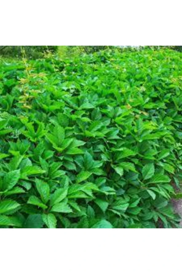 20 Adet Amerakan Sarmaşık Tohumu Ameran Samaşığı Tohumu Saksı Toprak - Resim 2