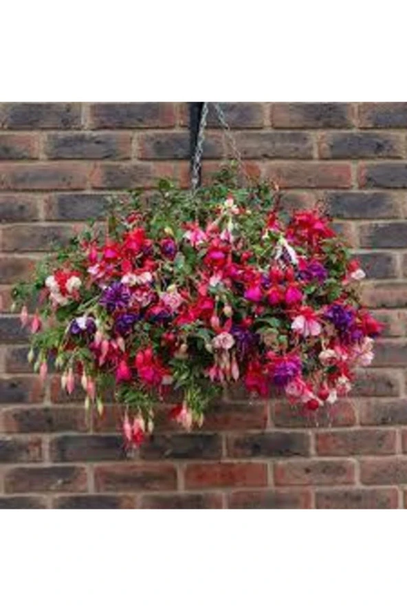 10 Adet Tohum Nadir Kırmızı Küpeli Çiçeği Tohumu Yer Küpeli Çiçek Saksı Toprak Sürpriz Hediye Tohuml