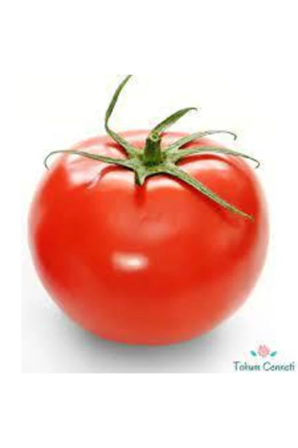 25 Adet Tohum Süper Paket Falcon Falkon Domates Tohumu Bol Verimli Erkenci Domates Sürpriz Hediye - Resim 2