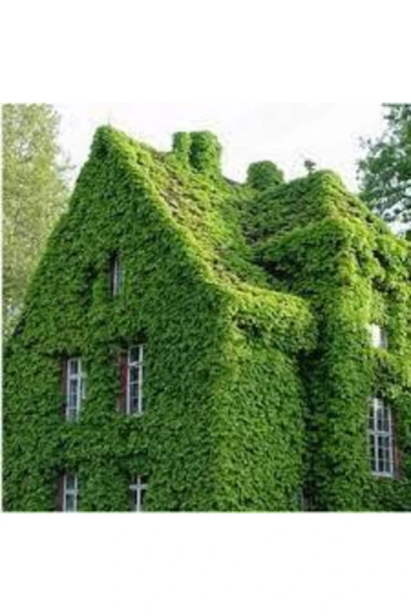 20 Adet Amerakan Sarmaşık Tohumu Ameran Samaşığı Tohumu Saksı Toprak ürün görseli 1