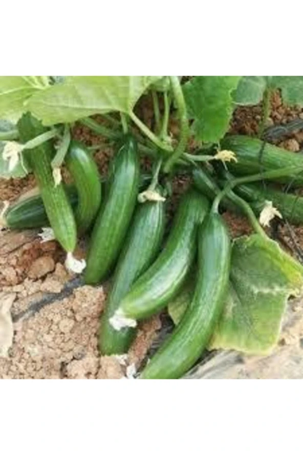 30 Adet Tohum Silor Yerli Parmak Salatalık Tohumu Orjinal Sülor Salatalık Sürpriz Tohum - 2