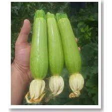 30 Adet Tohum Sakız Kabak Tohumu Dolmalık Beyaz Kabak Köy Kabağı Sürpriz Hediyeli ürün görseli 1