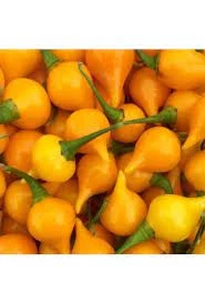 50 Adet Tohum Acı Süs Biberi Tohumu Fındık Biberi Tohumu Topak Biber Tohum Saksı Torak Hediye