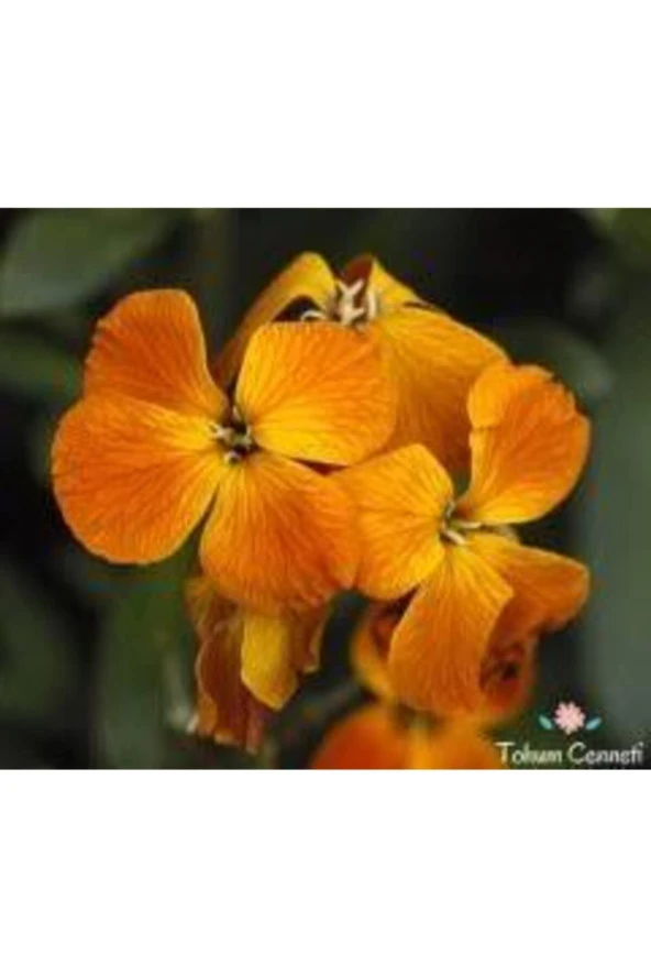 20 Adet Tohum Nadir Bulunan Sarı Şebboy Çiçeği Tohumu Saksı Torak Hediyemizdir Sürpriz Hediye Tohuml ürün görseli 1